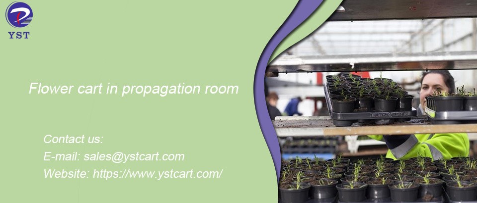flower cart in propagation room flower cart in propagation room