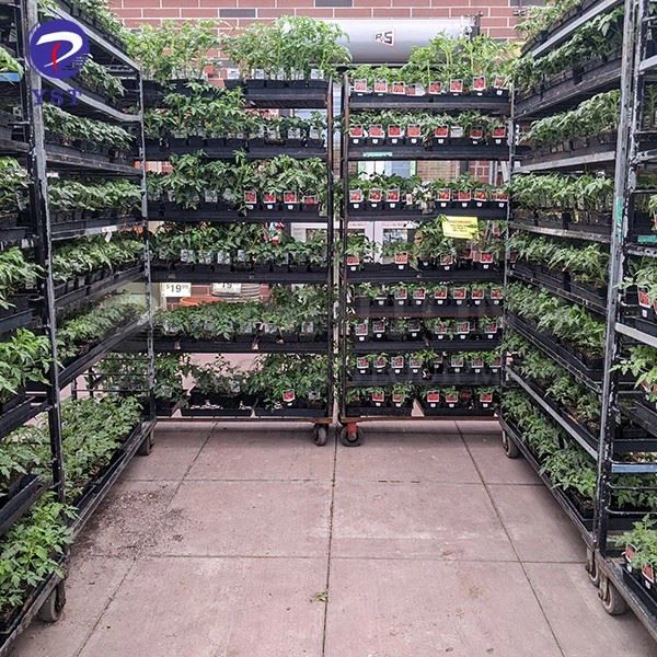 Dutch Trolley Plant
